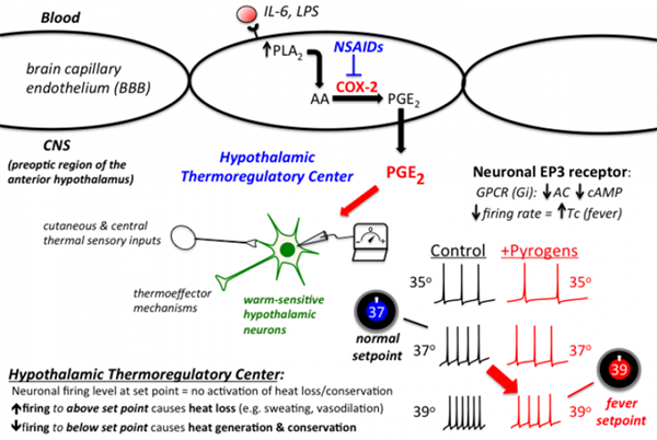 Flurbiprofen Work1 Flurbiprofen Work1