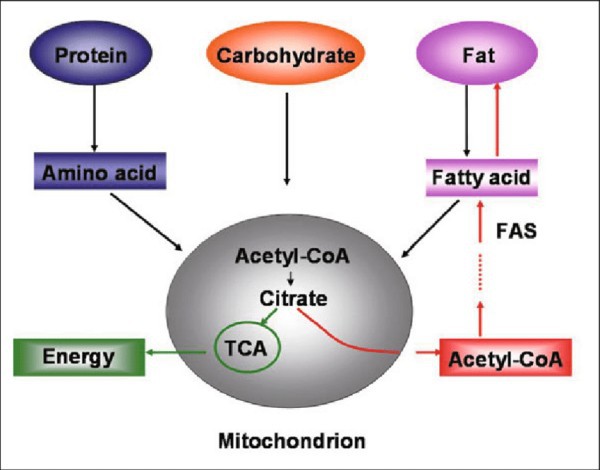 Glucuronolactone mentabolism Glucuronolactone mentabolism
