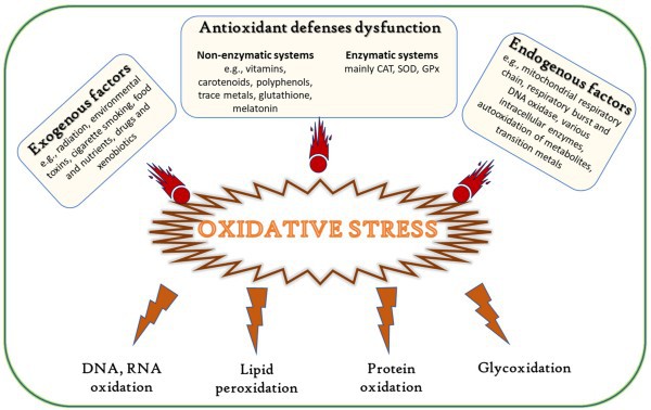 Glucuronolactone oxidative Glucuronolactone oxidative