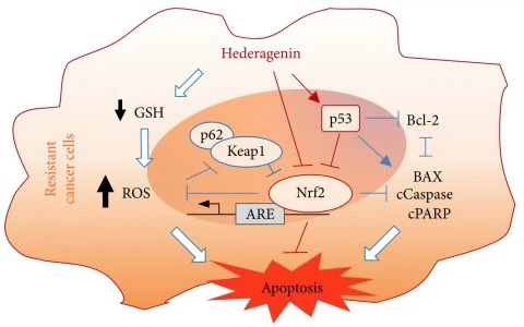 Hederagenin effect Hederagenin effect