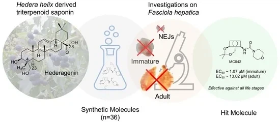 Effects on the liver Effects on the liver