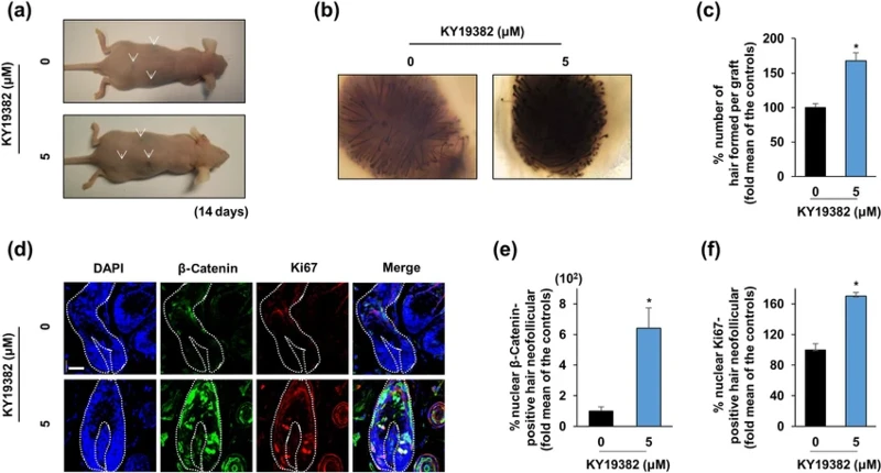What are the research findings regarding KY19382 What are the research findings regarding KY19382