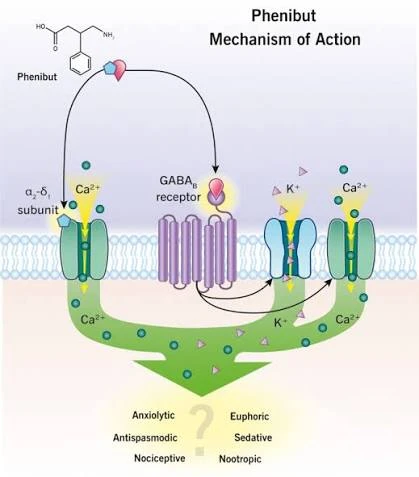 How Does Phenibut Work How Does Phenibut Work
