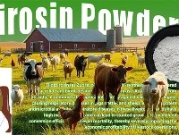 A hosszan tartó{0}}hatású antibiotikumok javíthatják az állatállomány egészségét